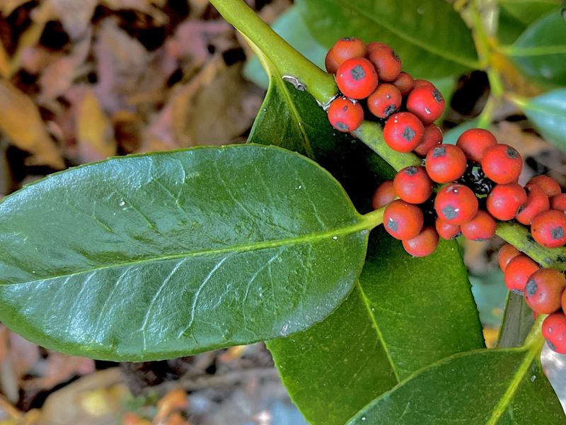 Lusterleaf Holly (Ilex latifolia)