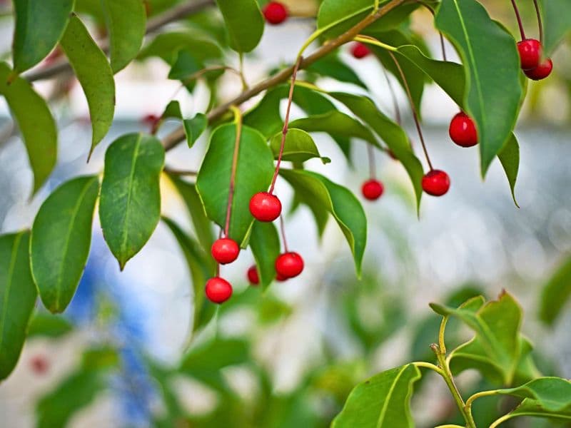 Longstalk Holly (Ilex pedunculosa)