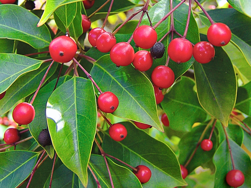 Longstalk Holly (Ilex pedunculosa)