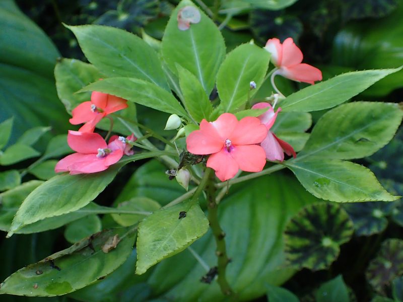 Busy Lizzie (Impatiens walleriana) 2 Busy Lizzie (Impatiens walleriana)