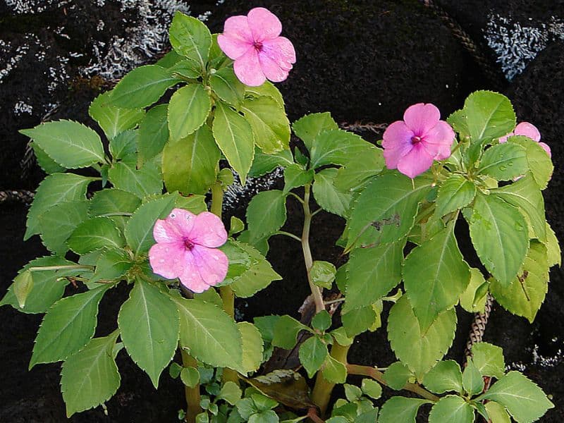 Busy Lizzie (Impatiens walleriana) 3 Busy Lizzie (Impatiens walleriana)