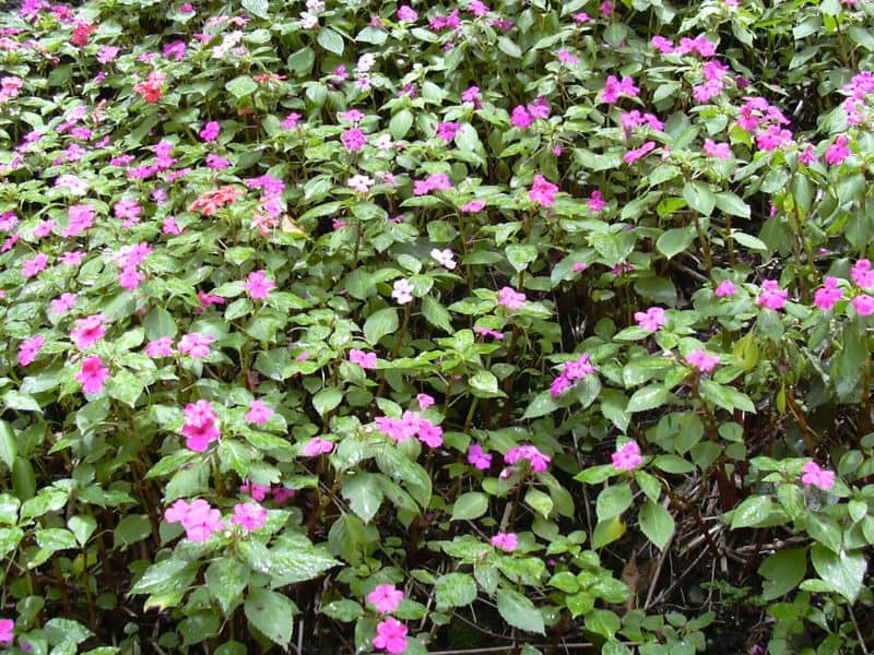 Busy Lizzie (Impatiens walleriana) 4 Busy Lizzie (Impatiens walleriana)