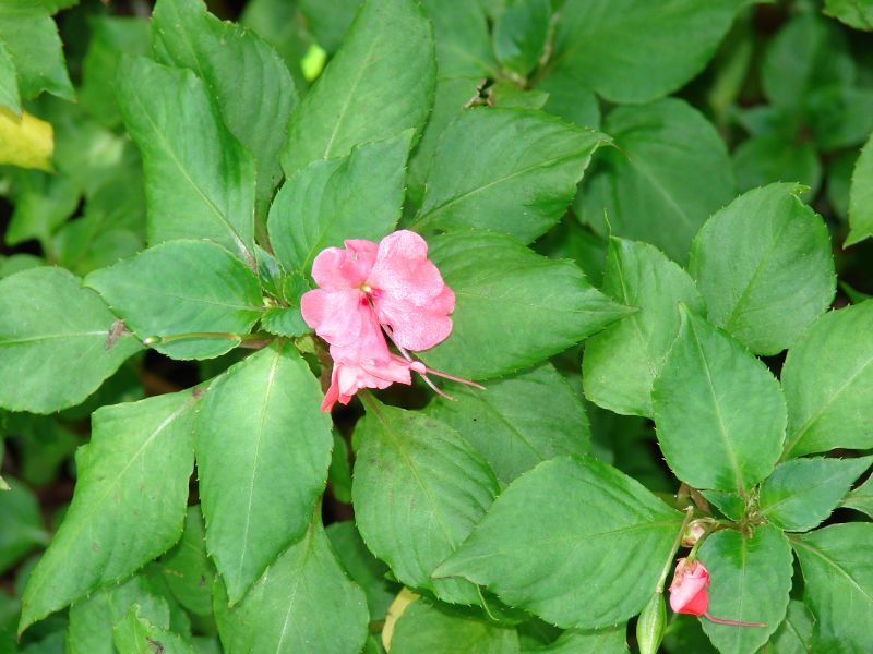 Busy Lizzie (Impatiens walleriana) 5 Busy Lizzie (Impatiens walleriana)