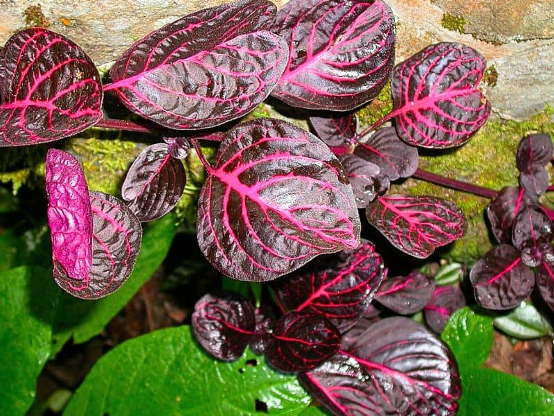 Yellow Bloodleaf (Iresine diffusa f. herbstii)