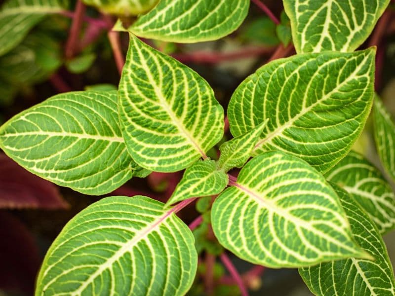 Yellow Bloodleaf (Iresine diffusa f. herbstii)