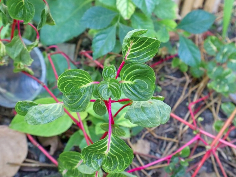 Yellow Bloodleaf (Iresine diffusa f. herbstii)