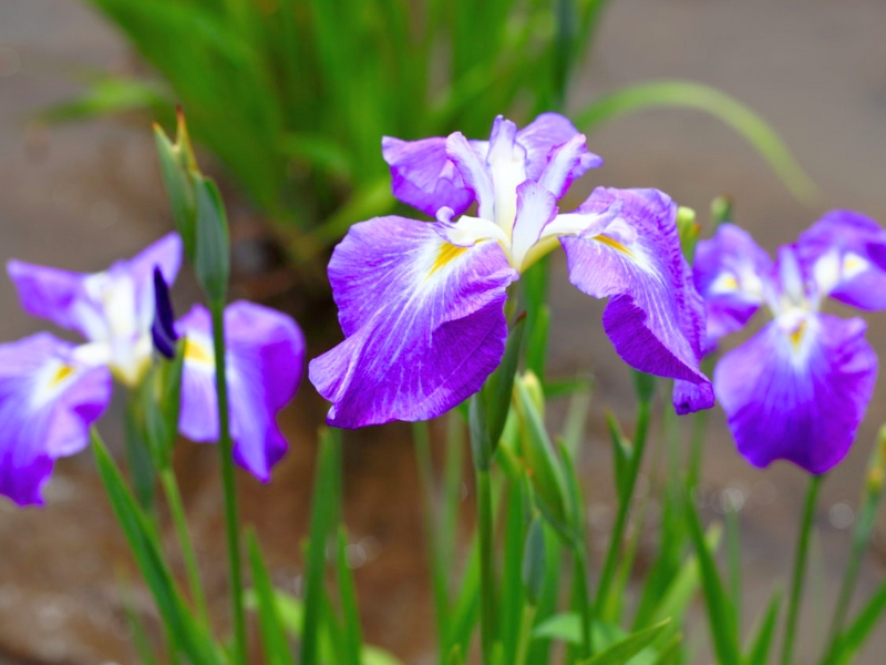 Japanese Water Iris (Iris ensata)