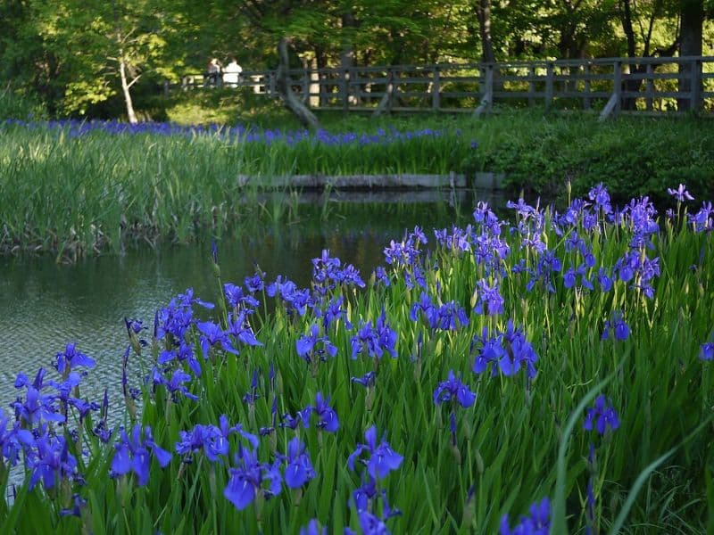 Japanese Iris (Iris laevigata)