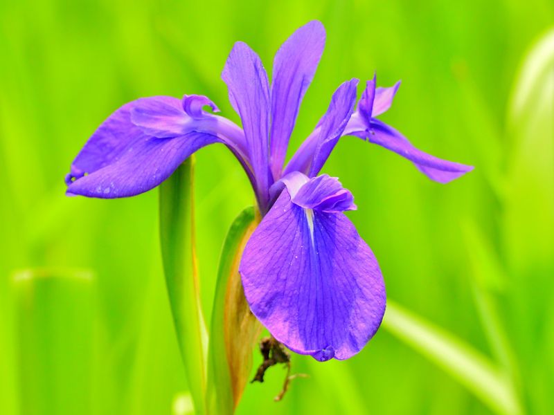 Japanese Iris (Iris laevigata)