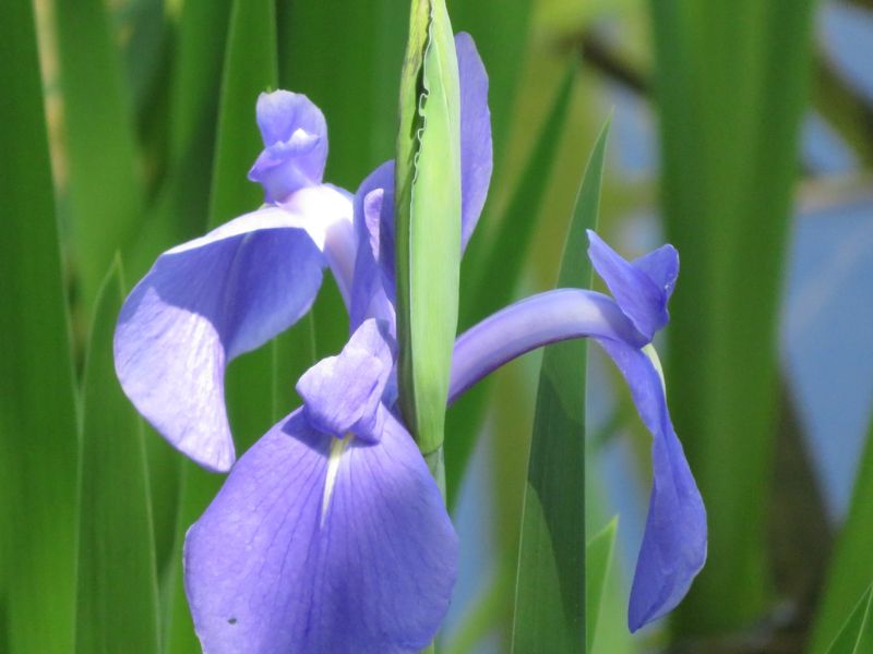 Japanese Iris (Iris laevigata)