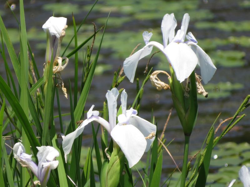 Japanese Iris (Iris laevigata)