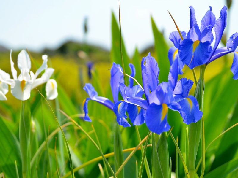 Japanese Iris (Iris laevigata)