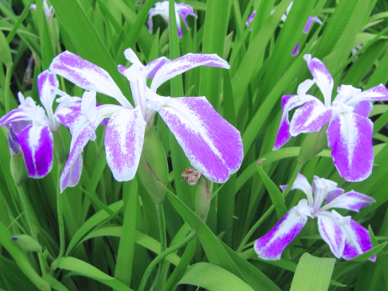 Japanese Iris (Iris laevigata)