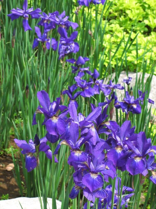 Blood Iris (Iris sanguinea)