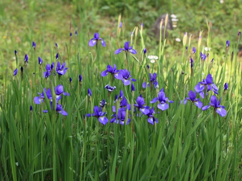 Blood Iris (Iris sanguinea)