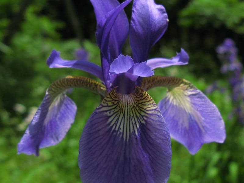 Blood Iris (Iris sanguinea)