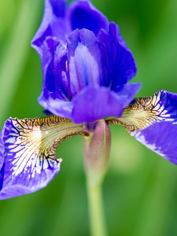 Blood Iris (Iris sanguinea)