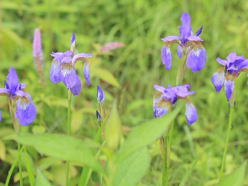 Blood Iris (Iris sanguinea)