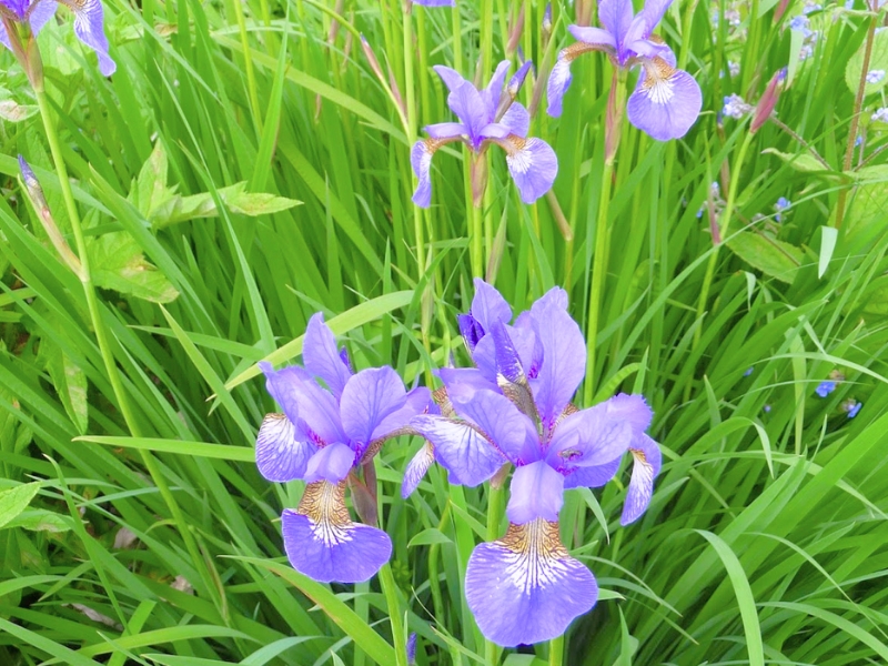 Blood Iris (Iris sanguinea)