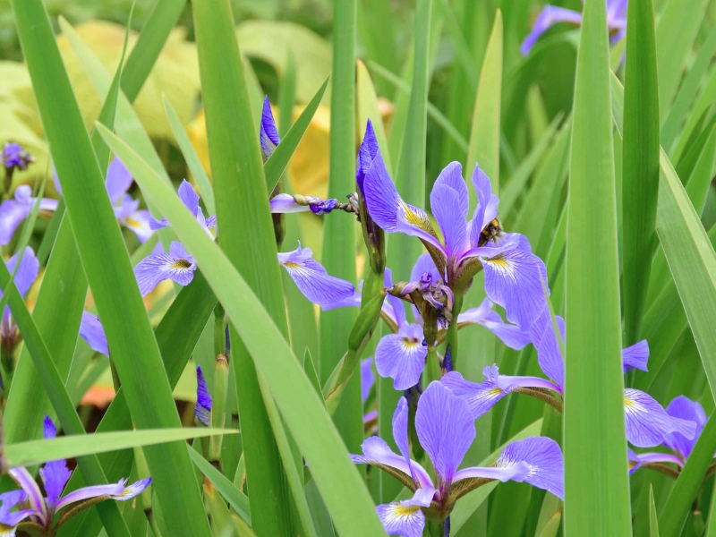 Northern Blue Flag (Iris versicolor)