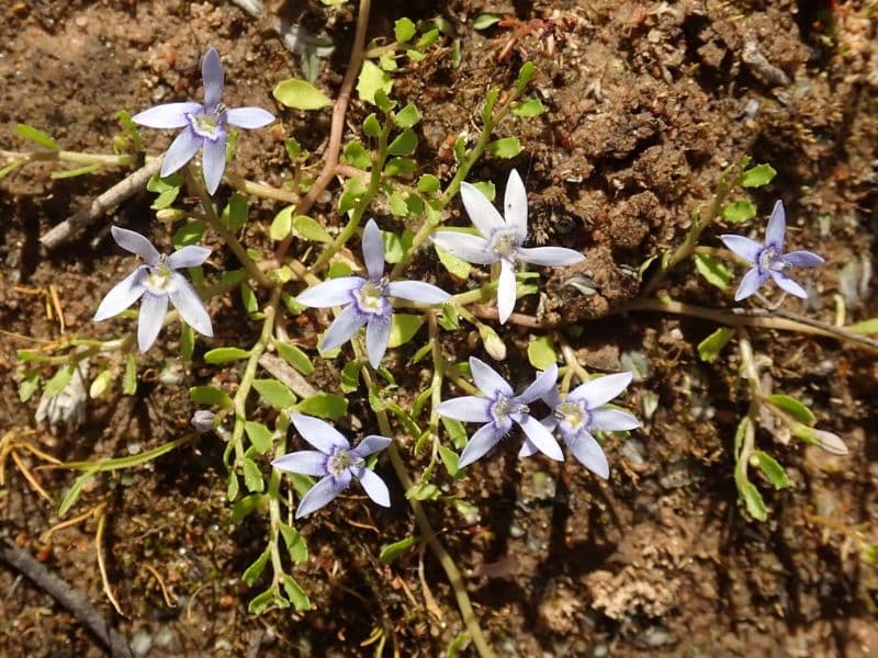 Blue Star Creeper (Isotoma fluviatilis)