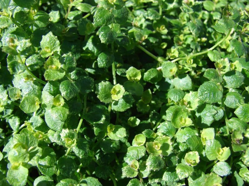 Blue Star Creeper (Isotoma fluviatilis)