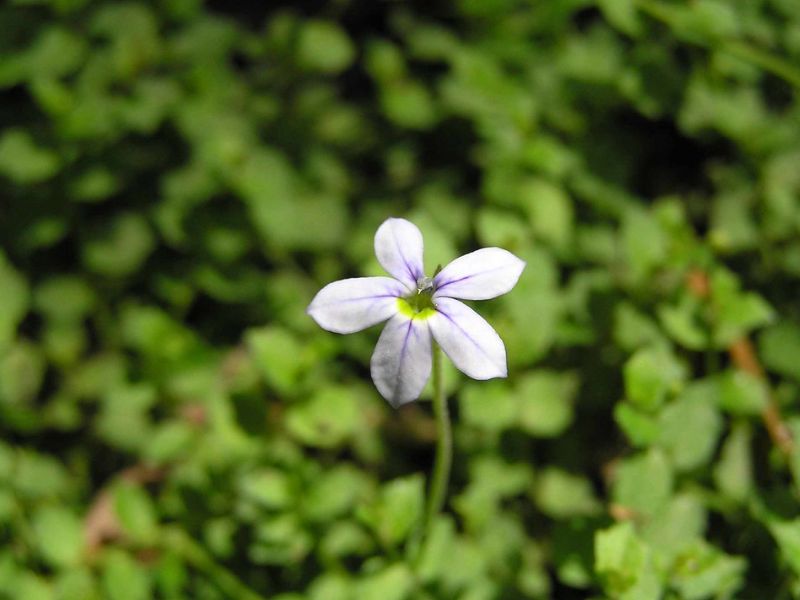 Blue Star Creeper (Isotoma fluviatilis)