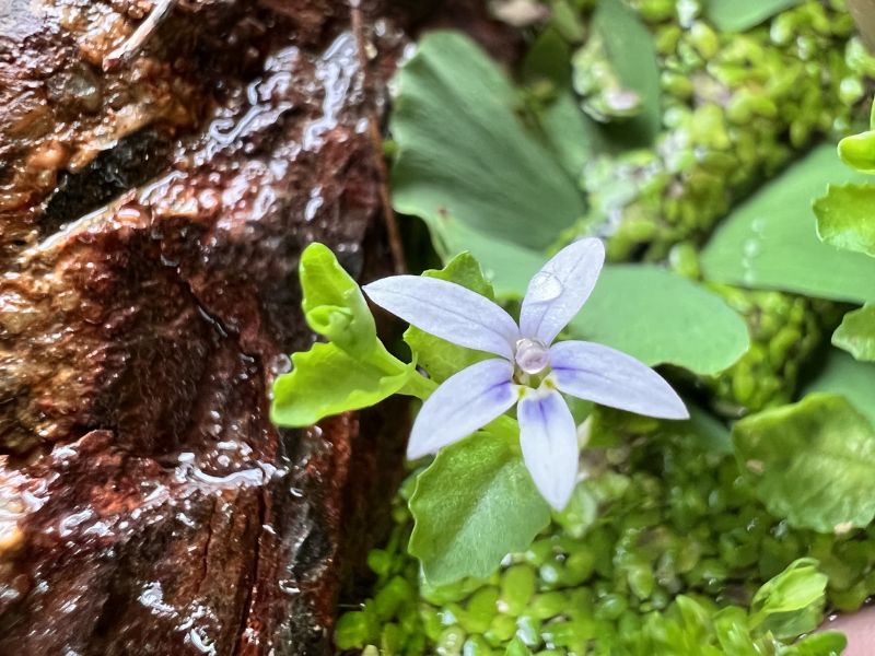 Blue Star Creeper (Isotoma fluviatilis)