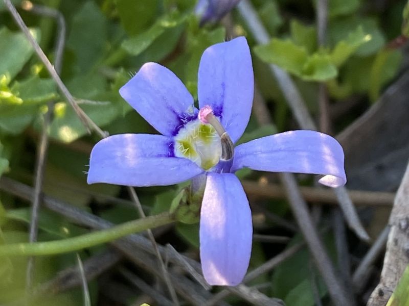 Blue Star Creeper (Isotoma fluviatilis)