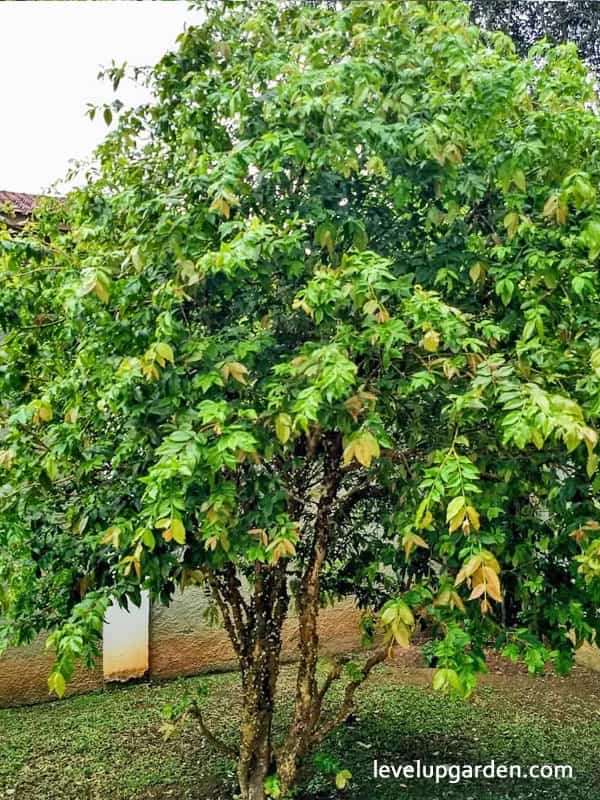 Jaboticaba Tree (Myrciaria cauliflora)