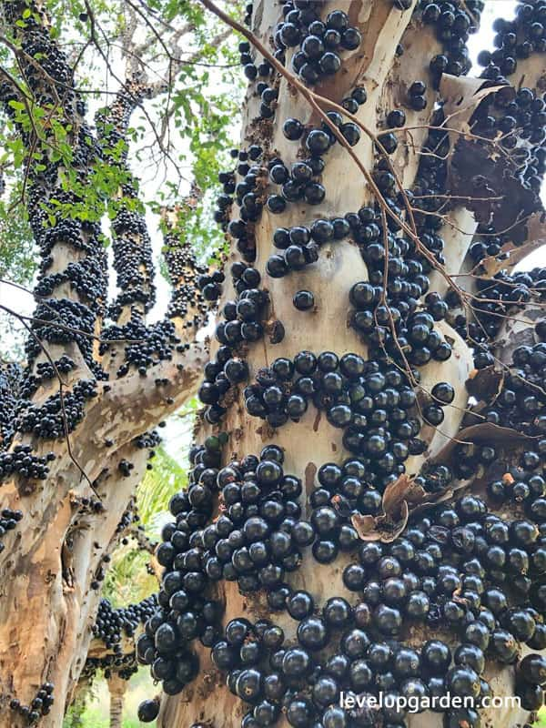 Jaboticaba Tree (Myrciaria cauliflora)