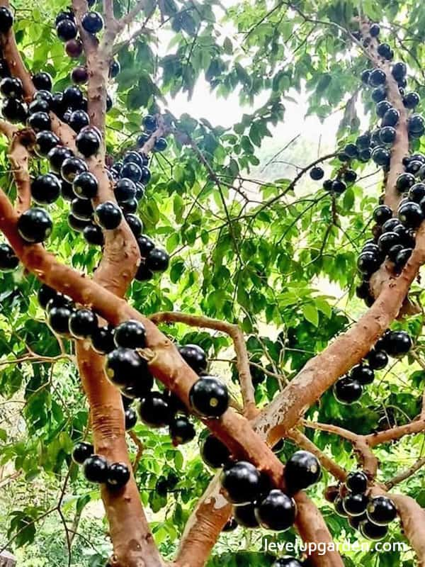 Jaboticaba Tree (Myrciaria cauliflora)