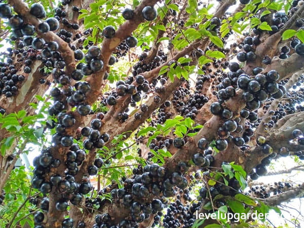 Jaboticaba Tree (Myrciaria cauliflora)