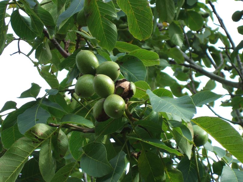 Persian Walnut (Juglans regia)