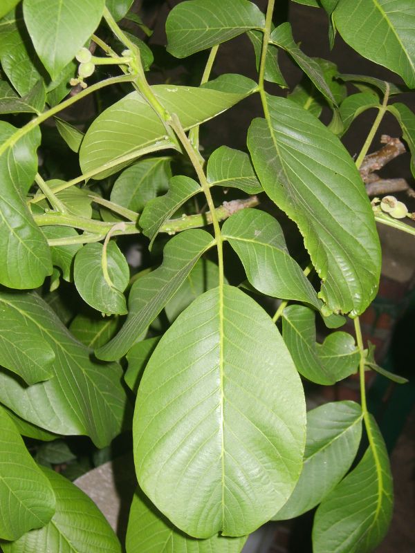 Persian Walnut (Juglans regia)