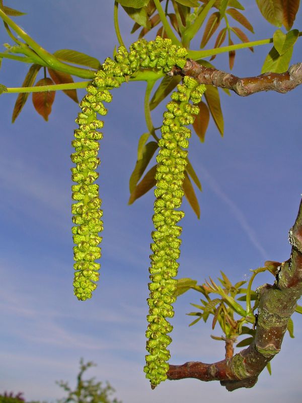 Persian Walnut (Juglans regia)