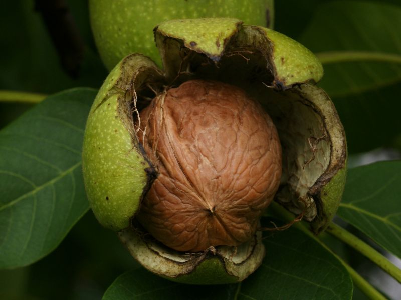 Persian Walnut (Juglans regia)