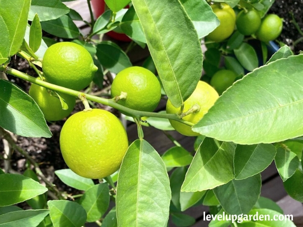 Key Lime Tree (Citrus aurantifolia)