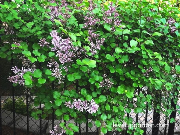 Korean Lilac Tree (Syringa meyeri 'Palibin')