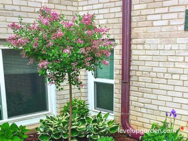 Korean Lilac Tree (Syringa meyeri 'Palibin')