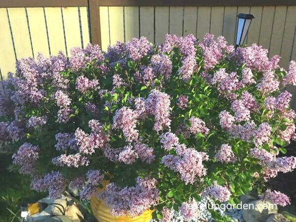 Korean Lilac Tree (Syringa meyeri 'Palibin')