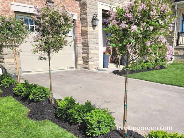 Korean Lilac Tree (Syringa meyeri 'Palibin')