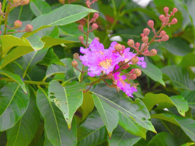 Giant Crape Myrtle (Lagerstroemia speciosa)