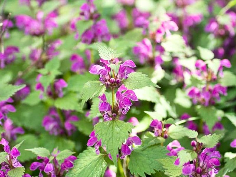 Spotted Dead Nettle (Lamium maculatum)