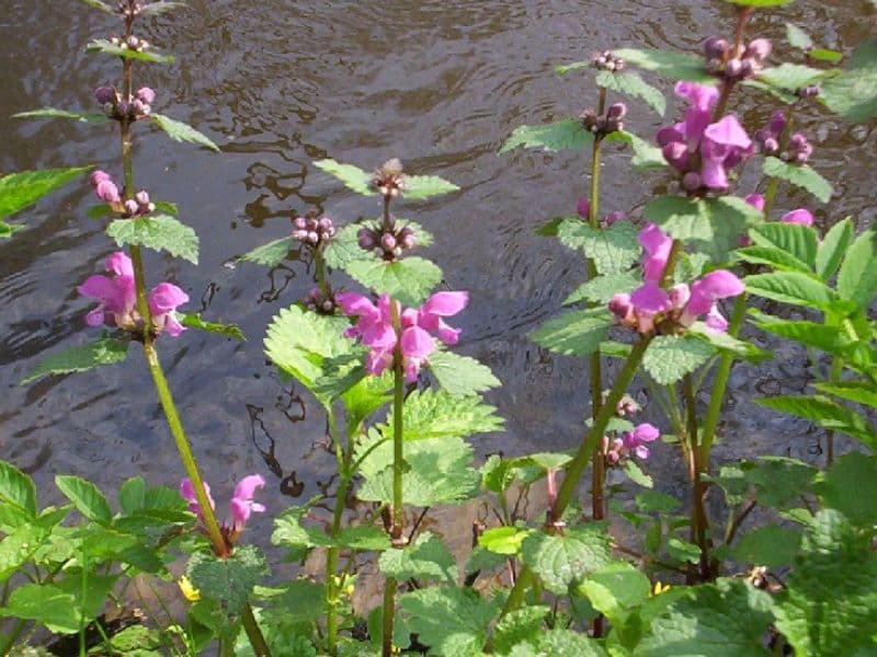 Spotted Dead Nettle (Lamium maculatum)