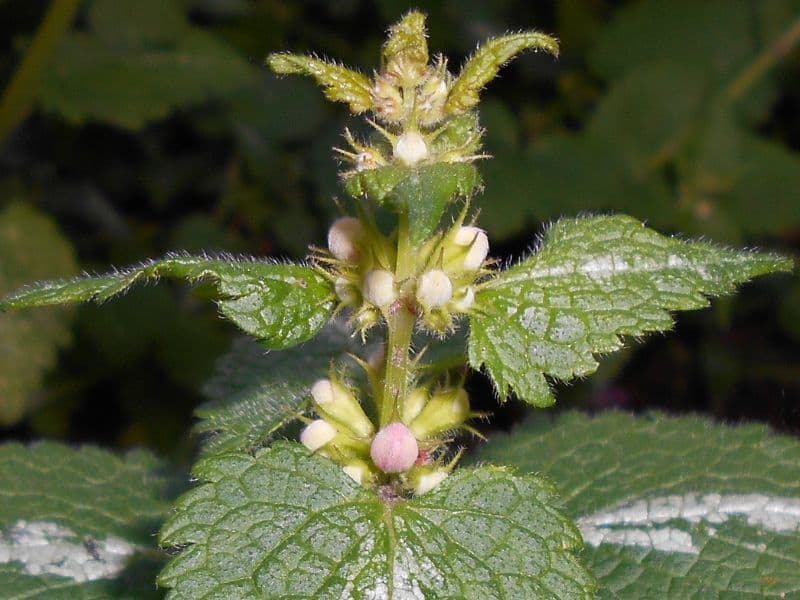 Spotted Dead Nettle (Lamium maculatum)