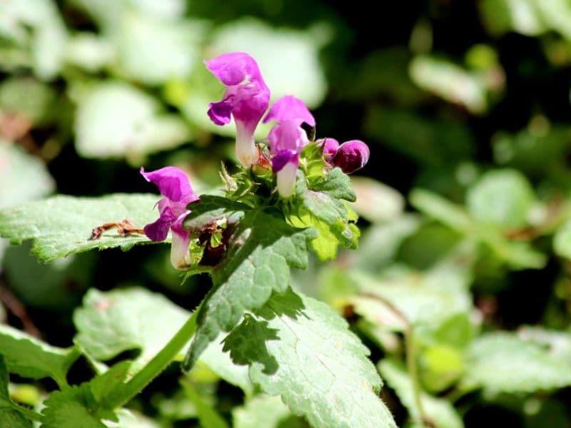 Spotted Dead Nettle (Lamium maculatum)