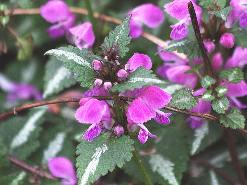 Spotted Dead Nettle (Lamium maculatum)