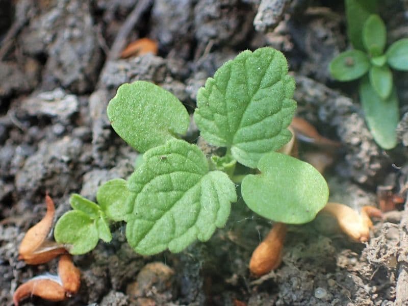 Spotted Dead Nettle (Lamium maculatum)