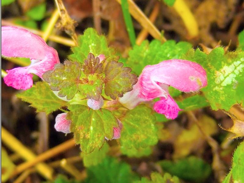 Spotted Dead Nettle (Lamium maculatum)